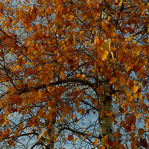 Alberi d'autunno • Cuneo • Piedmont • Italy | Titolo | Gocce d'Orate...