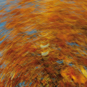 Alberi d'autunno • Cuneo • Piedmont • Italy | Titolo | Vibrante d'autunno...