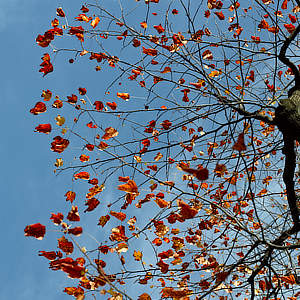 Alberi d'autunno • Cuneo • Piedmont • Italy | Titolo | Briciole colorate...